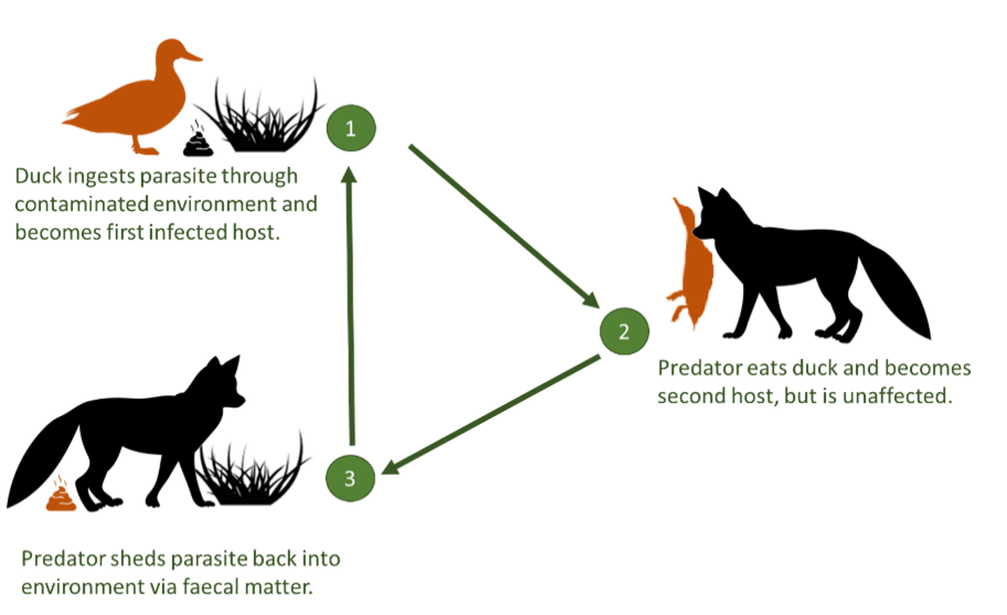 Rice breast cycle