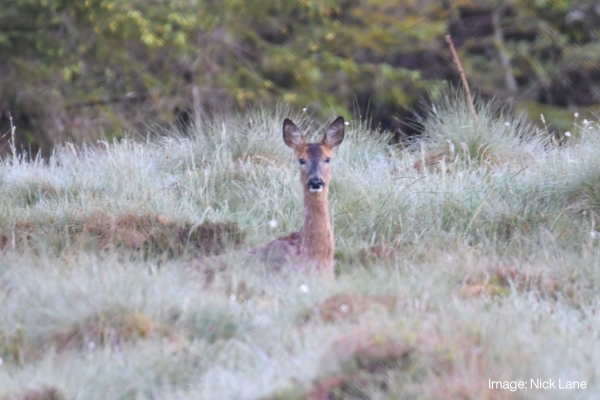Roe doe in grass in autumn