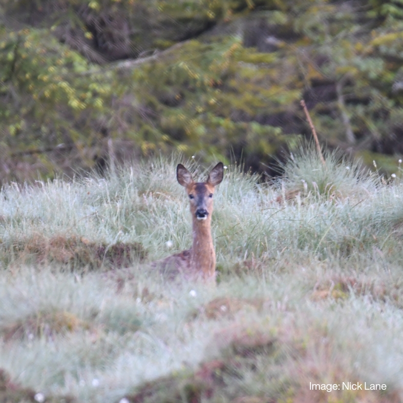 Roe doe in grass in autumn