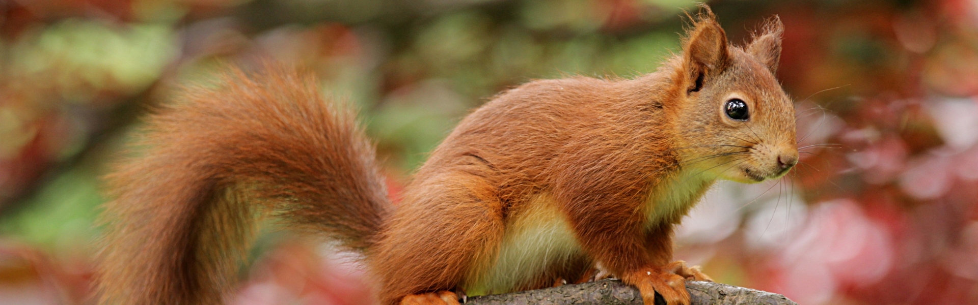 Red squirrel on a branch