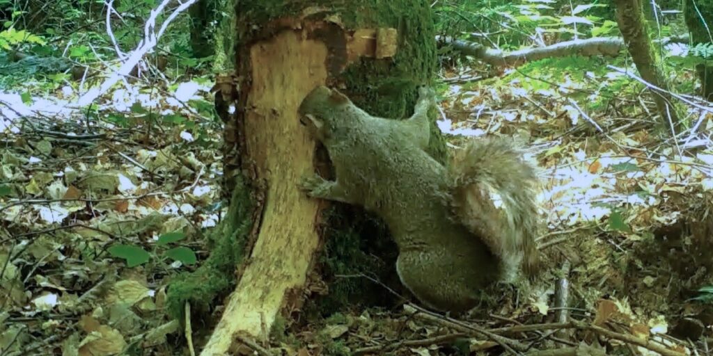 bark stripping