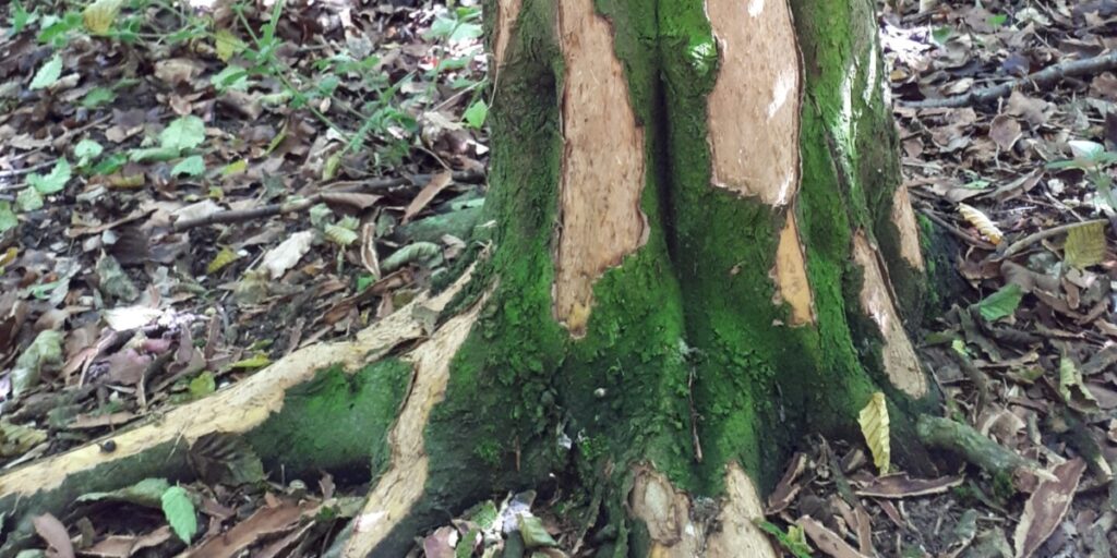 bark stripping