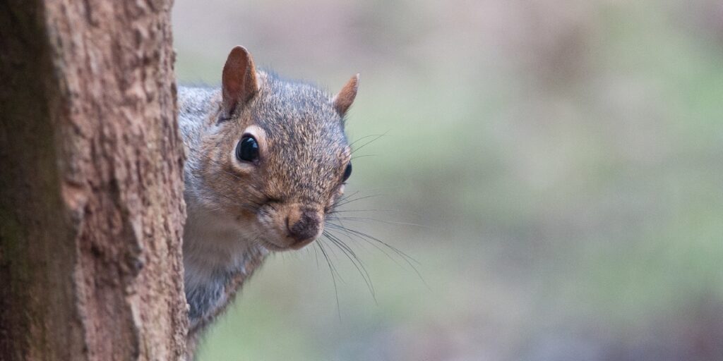 grey squirrel