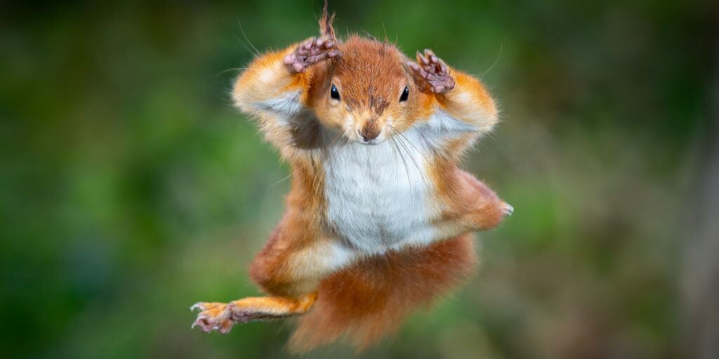 red squirrel