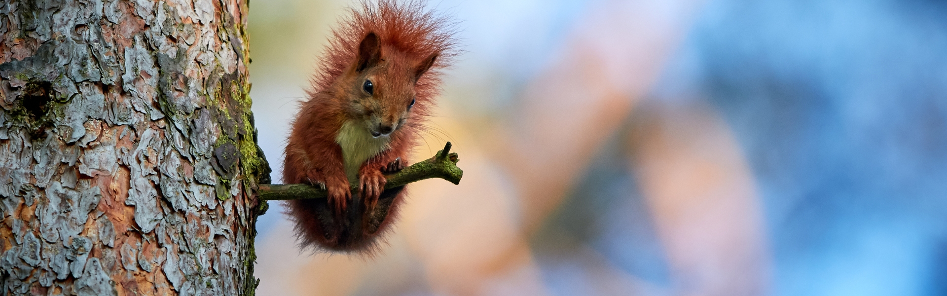 Red squirrel awareness week