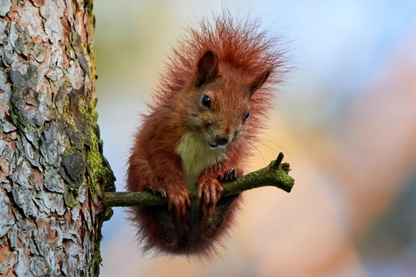 Red squirrel awareness week