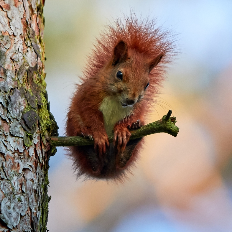Red squirrel awareness week