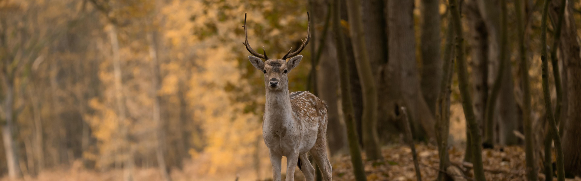 Fallow deer