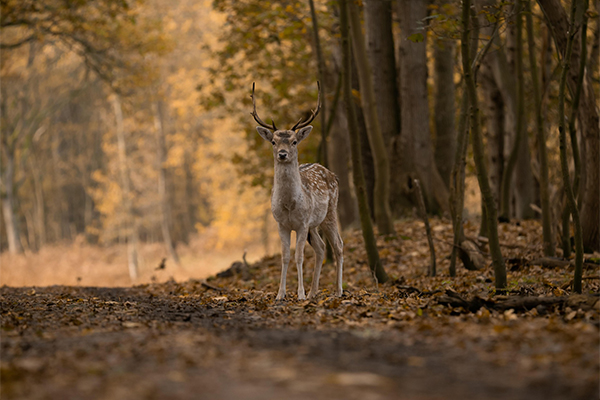 Fallow deer