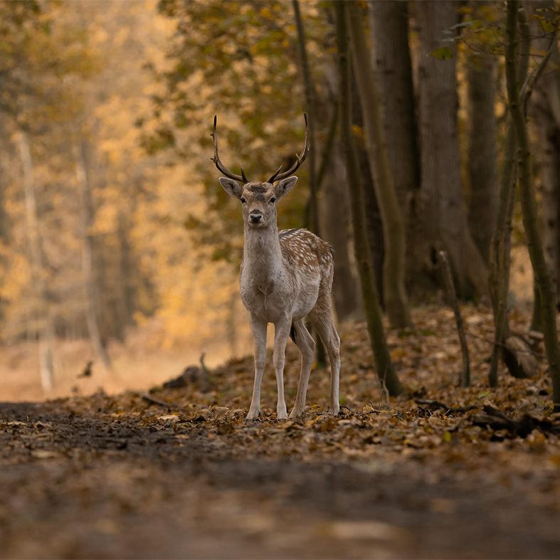 Fallow deer