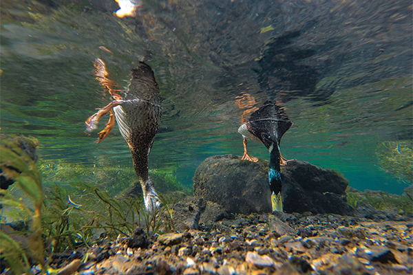 Two ducks dipping their heads under water