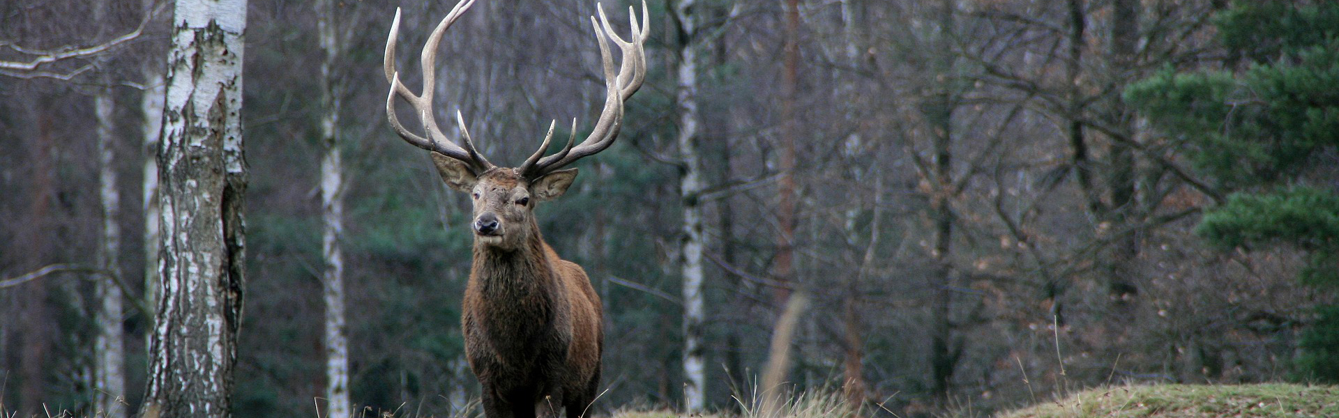 red deer