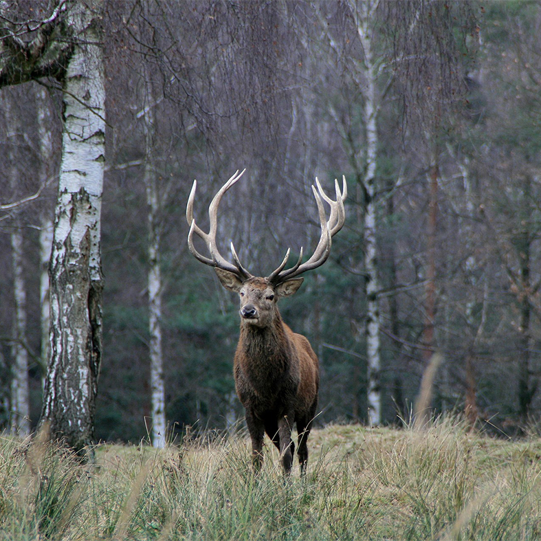 red deer