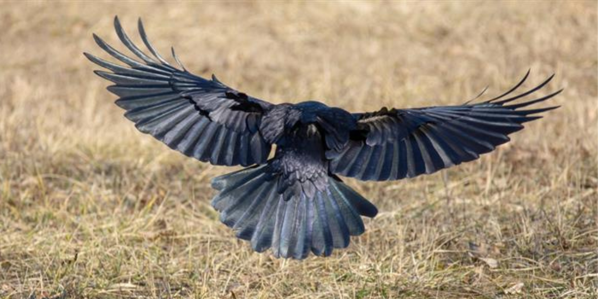 Crow landing in field