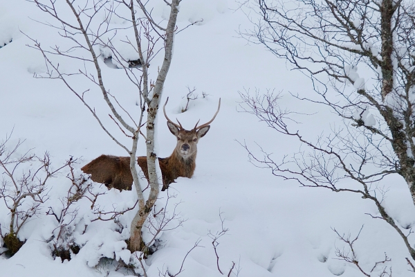 Red deer stag in snow