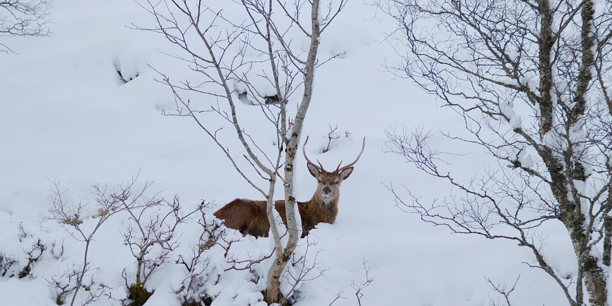Red deer stag in snow