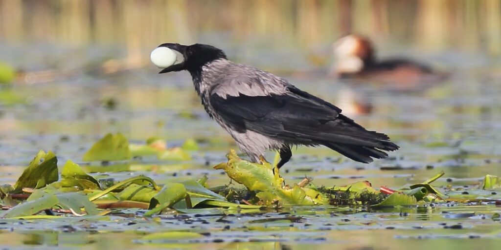 crow predating on eggs