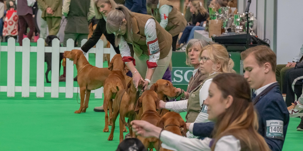 Gundogs at Crufts