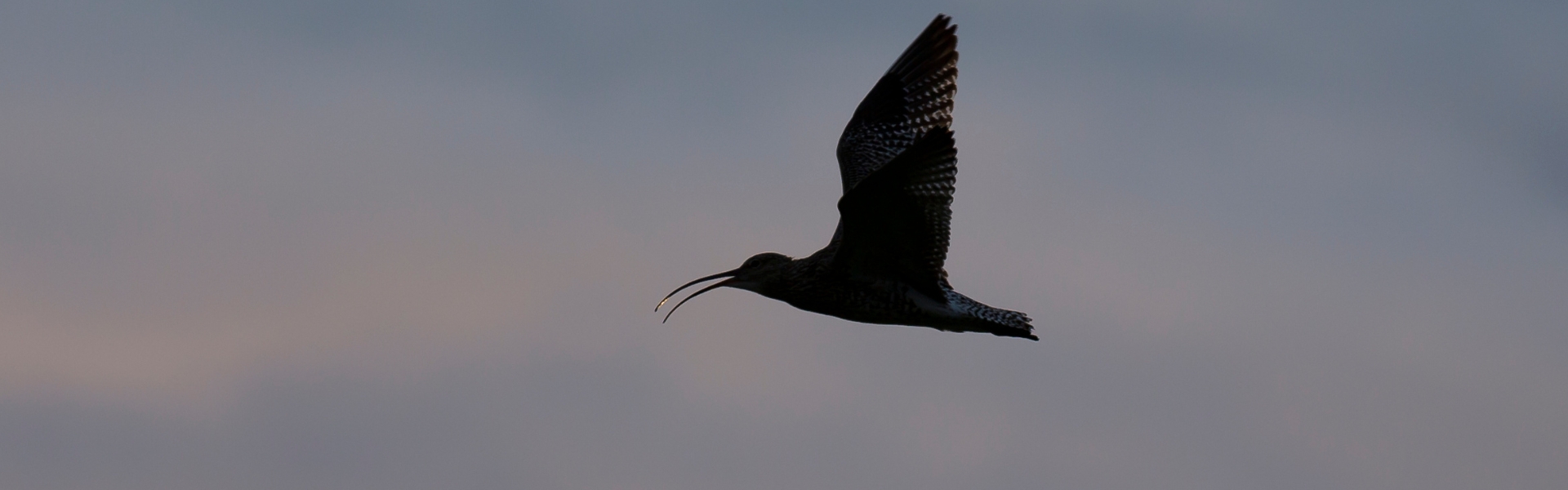 Curlew