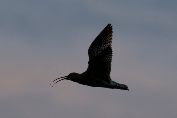 Curlew