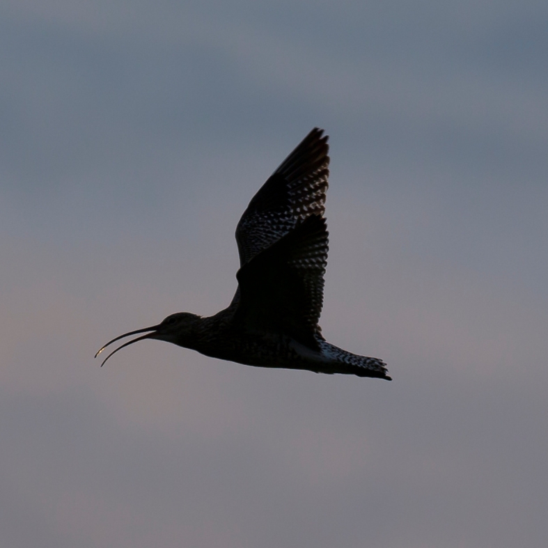 Curlew