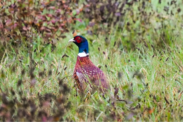 Pheasant in cover