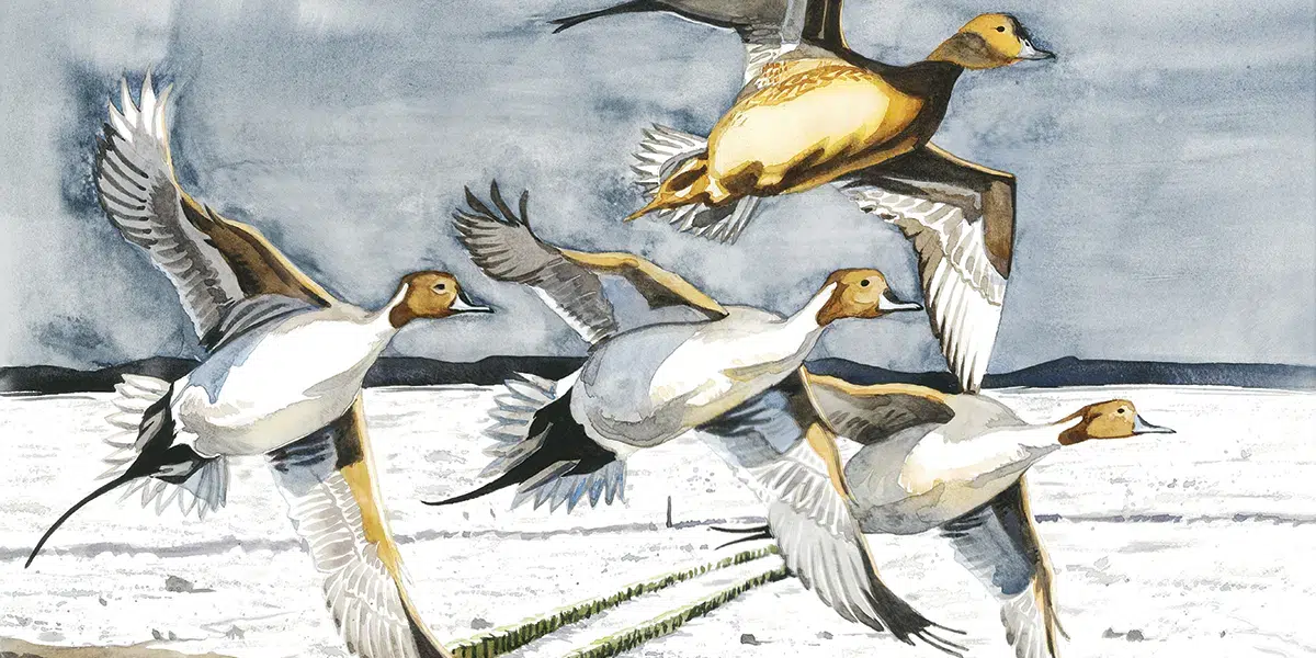 pintail over wentloog stamp