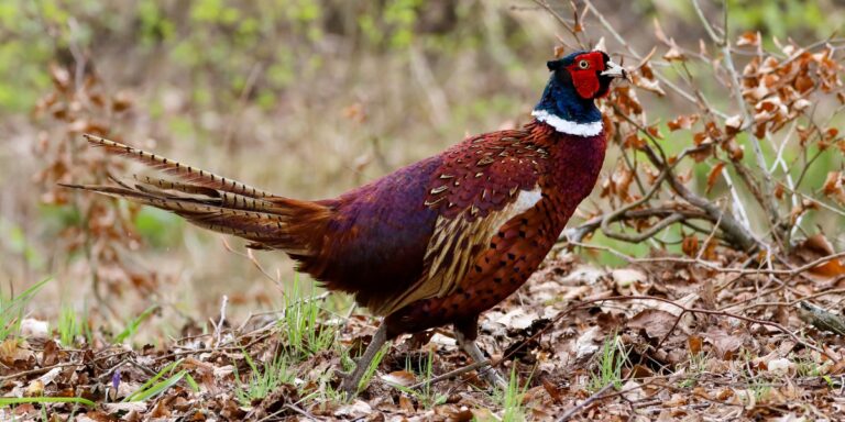 Pheasant in wood