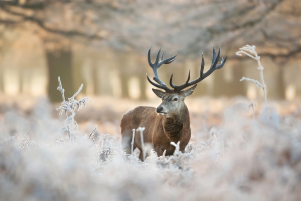 Red stag in frost