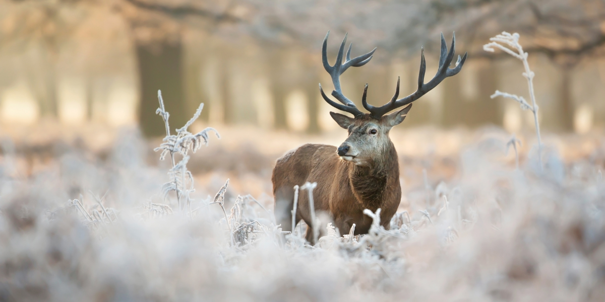Red stag in frost