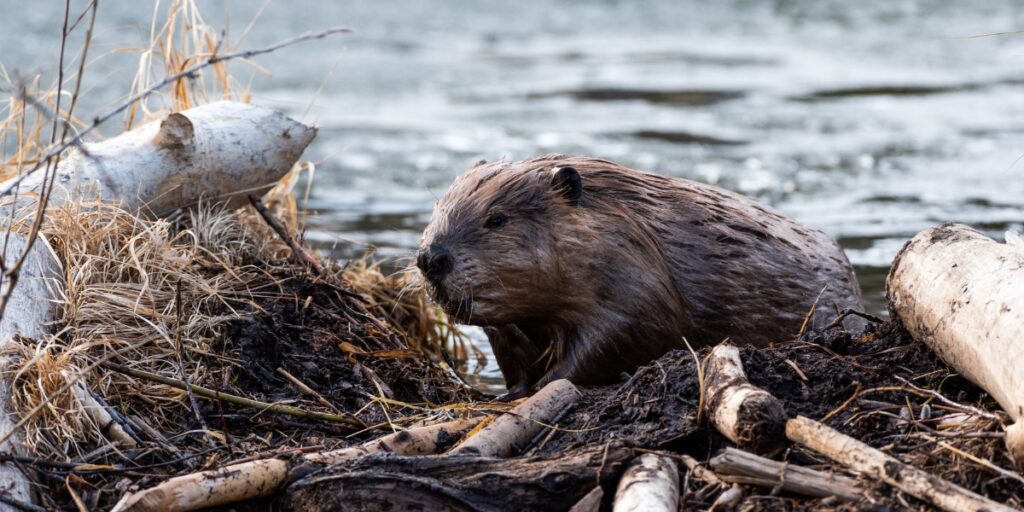 beaver in water