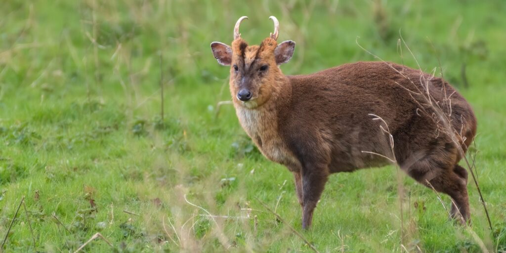 muntjac deer