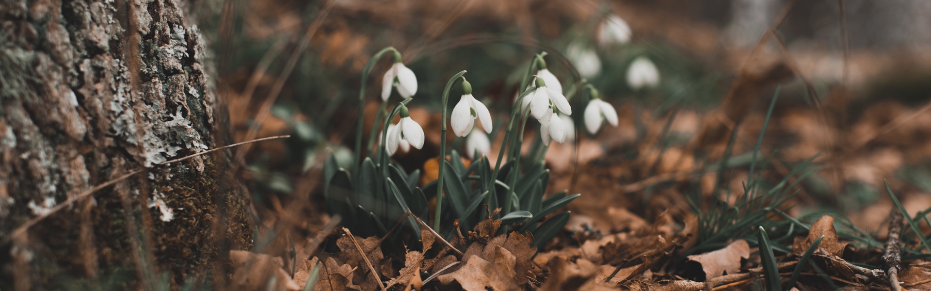 snowdrops in woodland