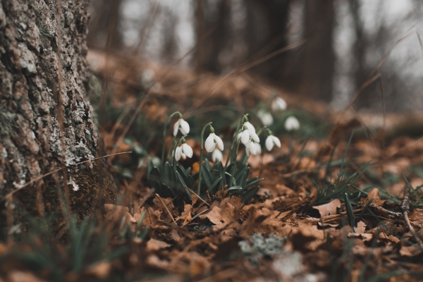snowdrops in woodland