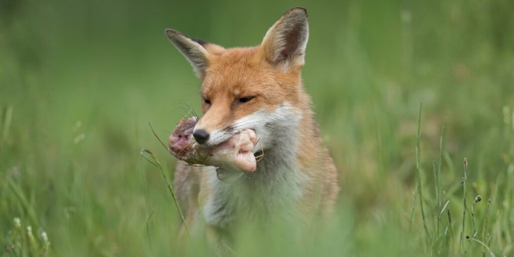 fox eating leftovers