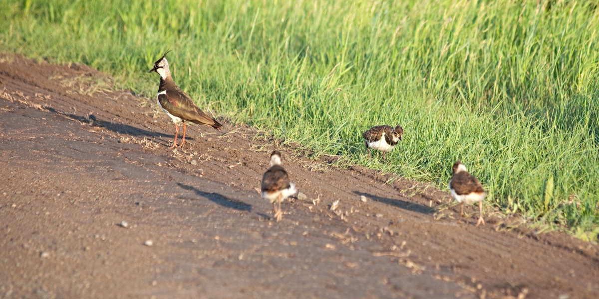 curlew on a road
