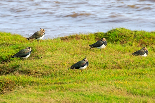 lapwing