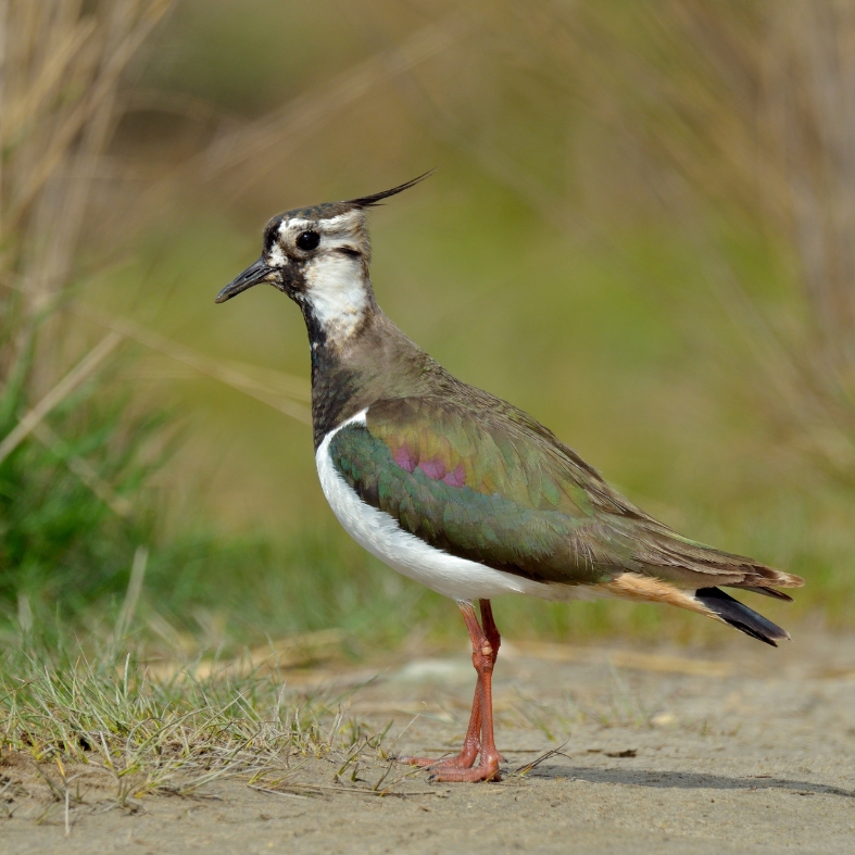 lapwing