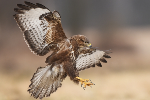 buzzard