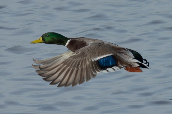 mallard in flight