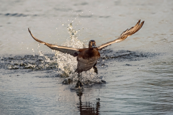 duck landing on water