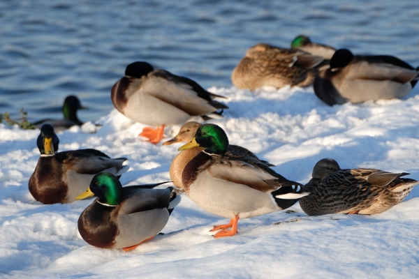 ducks in snow