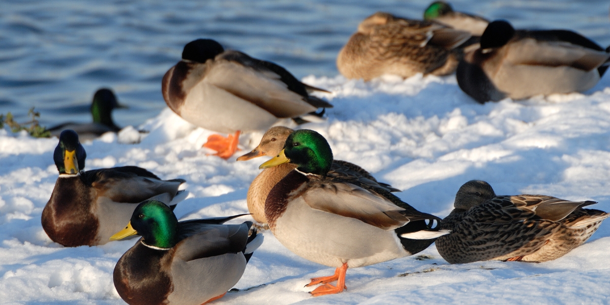 ducks in snow