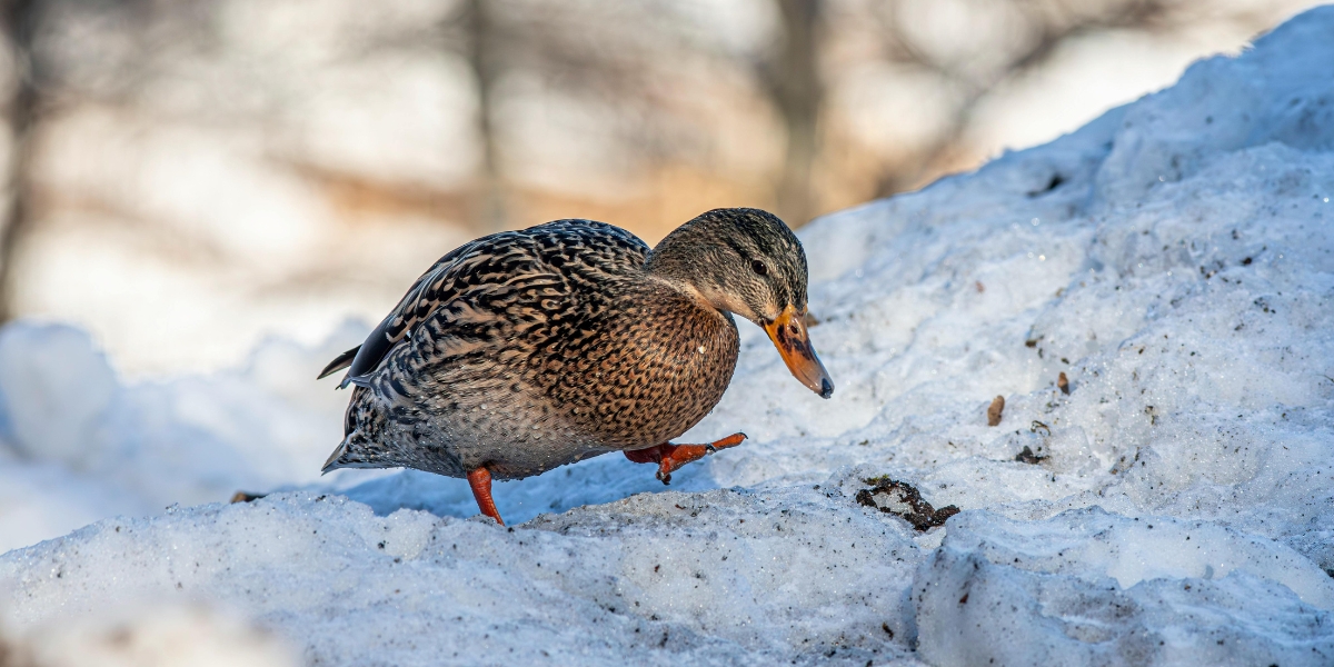 Mallard on snow