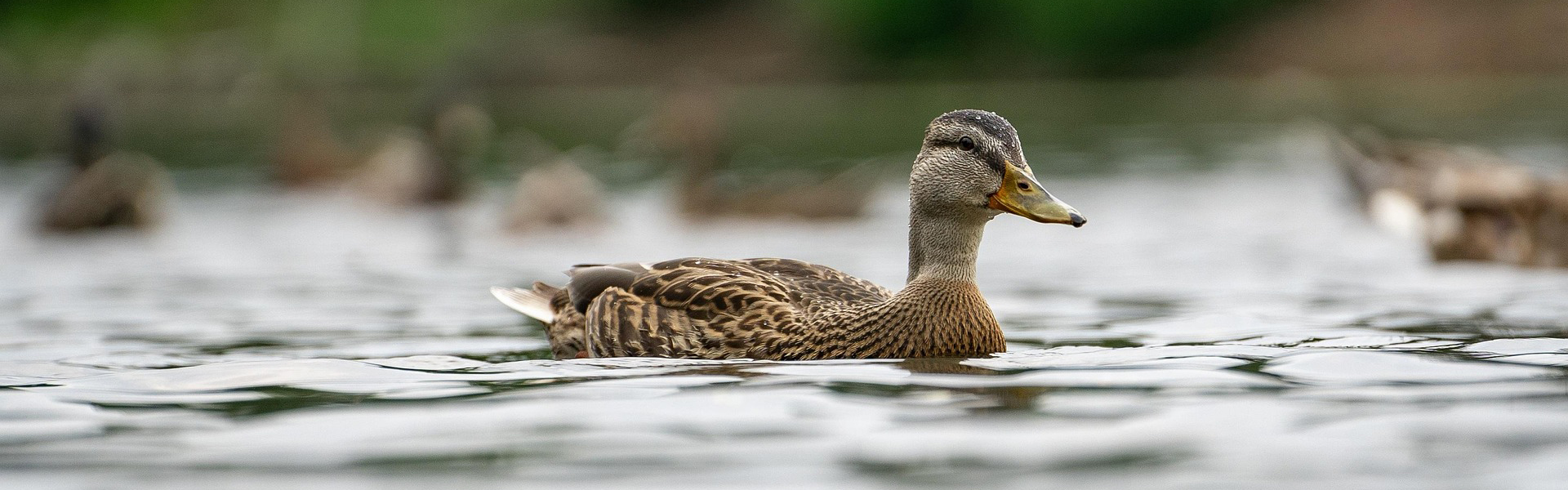 Mallard swimming in a pond