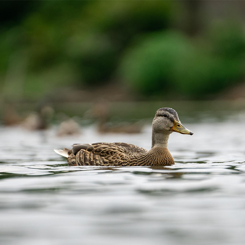 Mallard swimming in a pond
