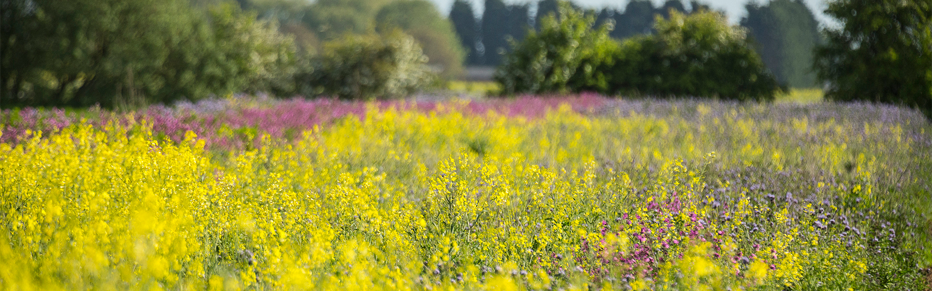 A field of cover crops