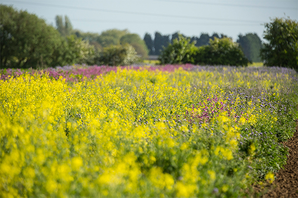 A field of cover crops