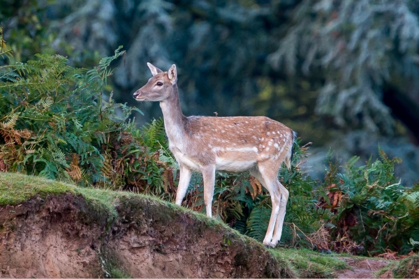 fallow deer in bracken