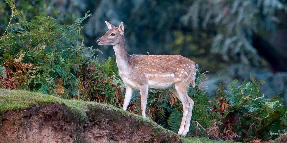 fallow deer in bracken